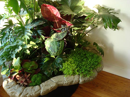 common house plants. Indoor plants are also known